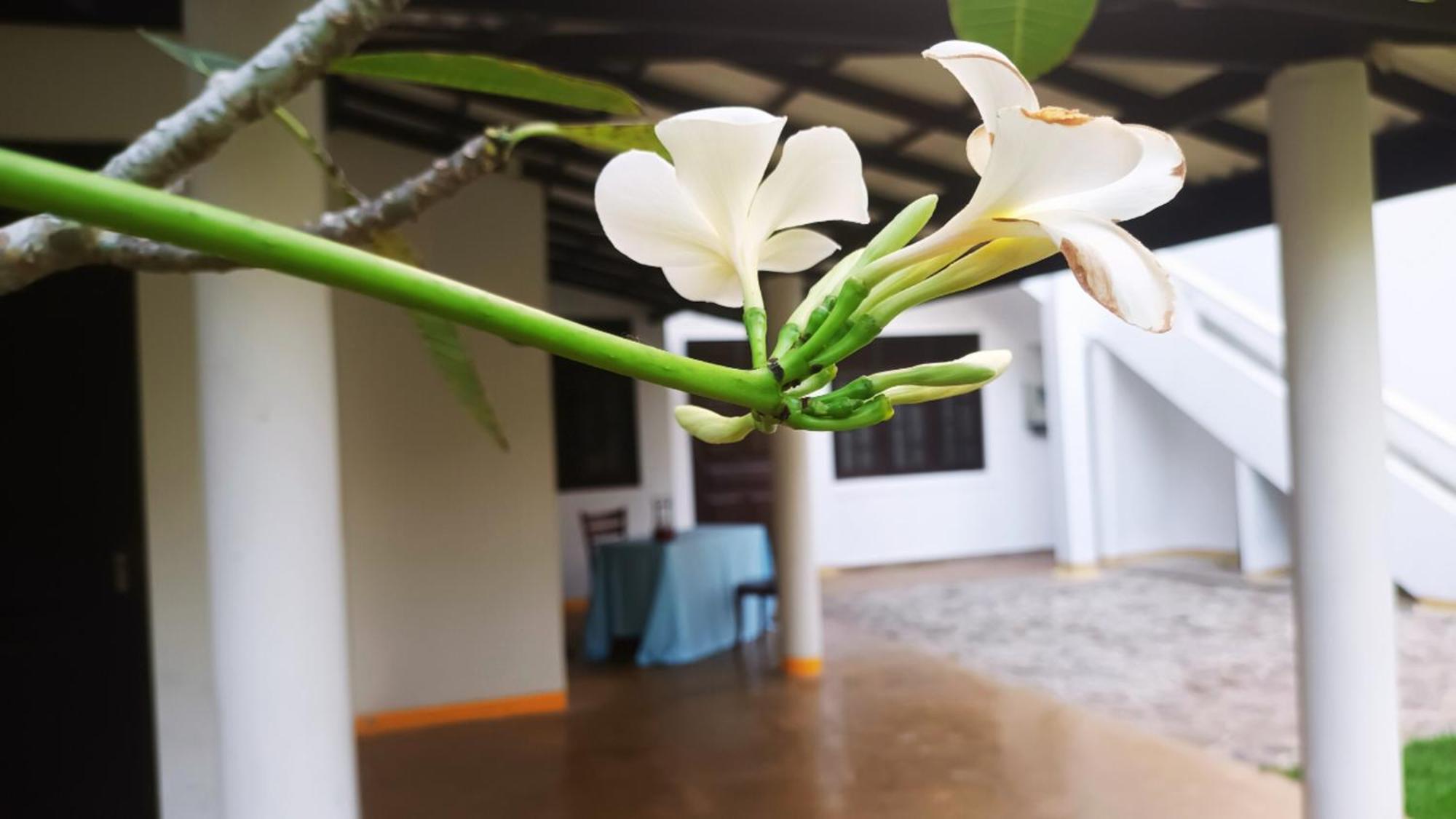 Greenery Lanka Villa Unawatuna Bagian luar foto